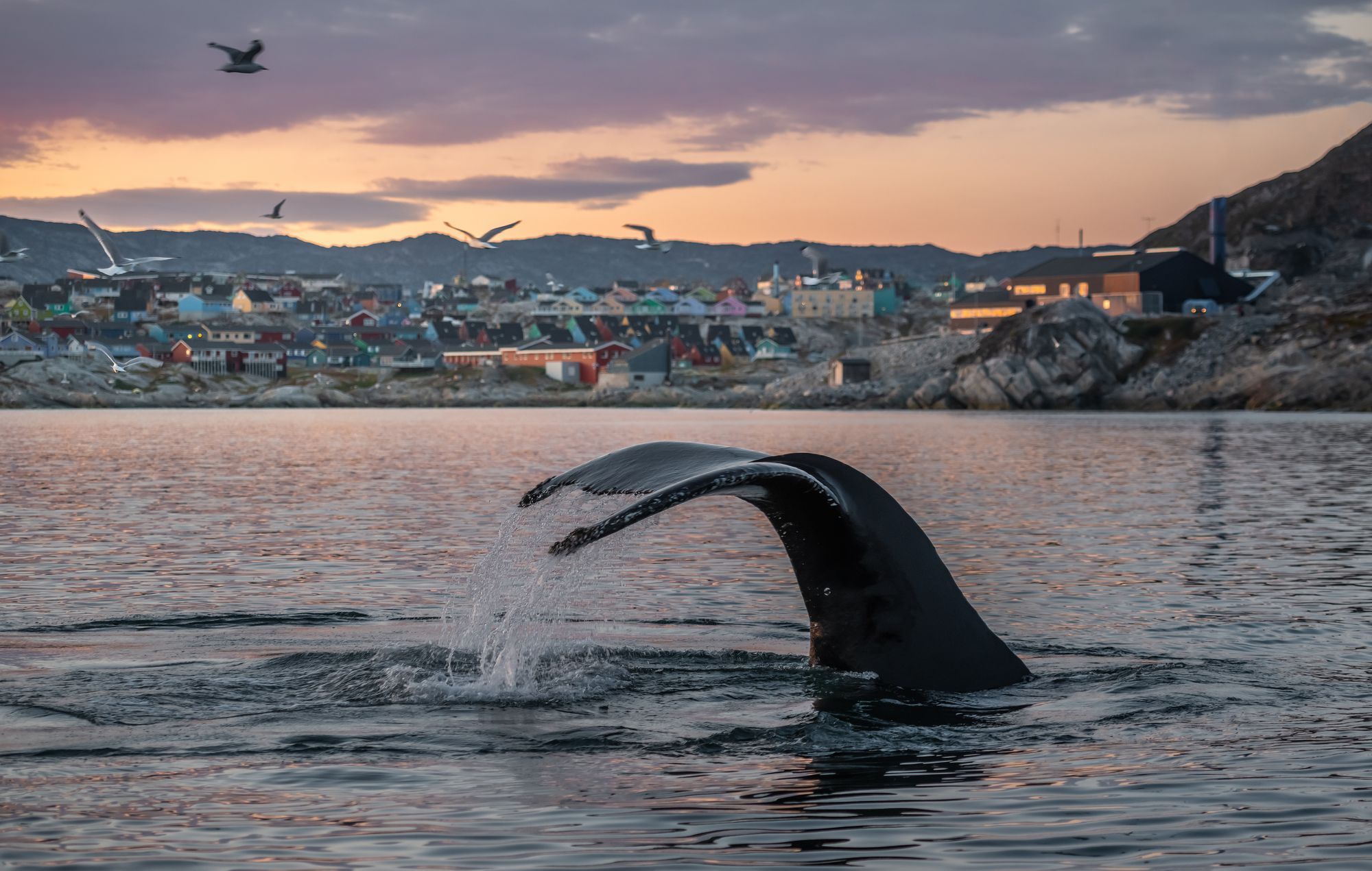A whale's tail rising from the water near a harbor town at dusk