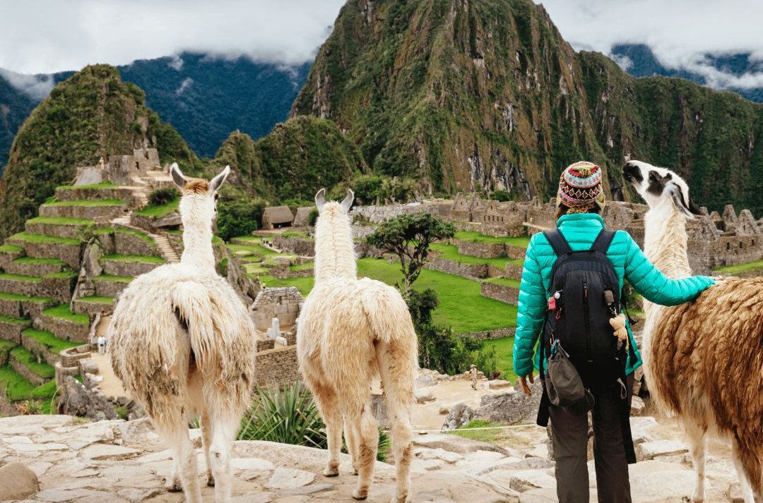 A hiker with llamas on the terraces of Machu Picchu